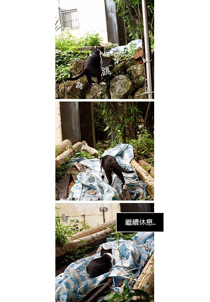 [新北景點] 侯硐貓村 貓咪生活實況轉播！新北瑞芳