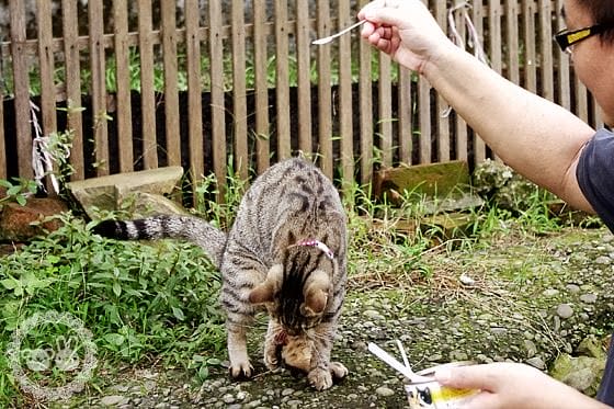 [新北景點] 侯硐貓村 貓咪生活實況轉播！新北瑞芳