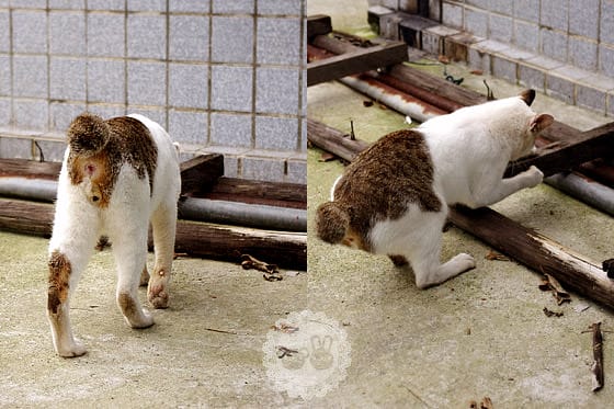 [新北景點] 侯硐貓村 貓咪生活實況轉播！新北瑞芳