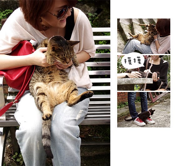 [新北景點] 侯硐貓村 貓咪生活實況轉播！新北瑞芳