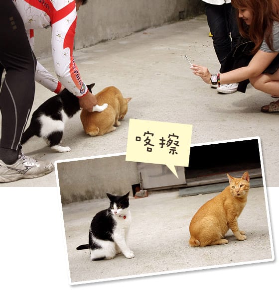 [新北景點] 侯硐貓村 貓咪生活實況轉播！新北瑞芳