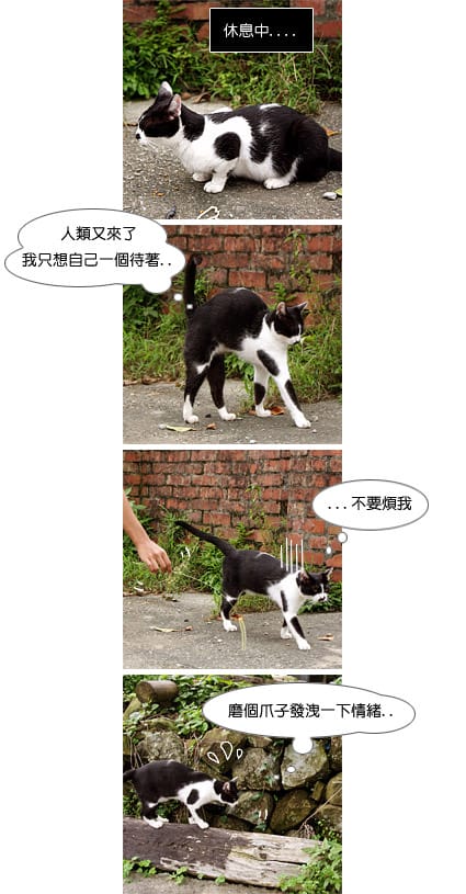 [新北景點] 侯硐貓村 貓咪生活實況轉播！新北瑞芳