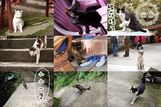 [新北景點] 侯硐貓村 貓咪生活實況轉播！新北瑞芳