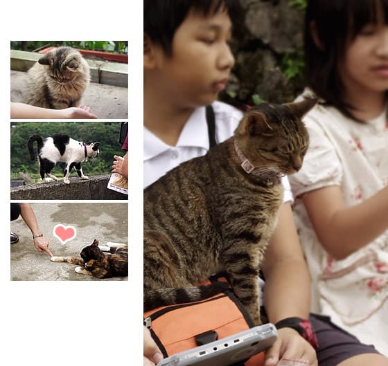 [新北景點] 侯硐貓村 貓咪生活實況轉播！新北瑞芳