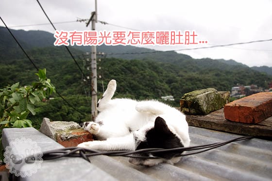 [新北景點] 侯硐貓村 貓咪生活實況轉播！新北瑞芳