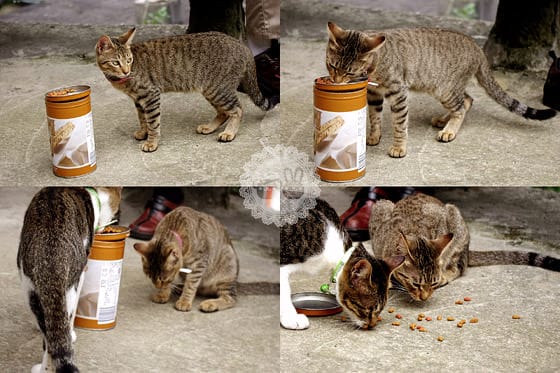 [新北景點] 侯硐貓村 貓咪生活實況轉播！新北瑞芳