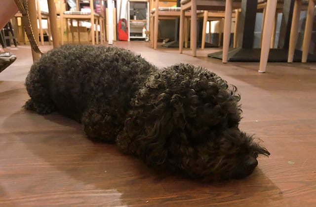 [新北] 淡水〔綠園素食〕早餐到晚餐通通包辦 (蔬食的部分暫時休息