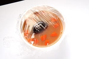 露露日常料理 ▌親自下廚～來份「夏日輕食」吧！電鍋料理茶碗蒸