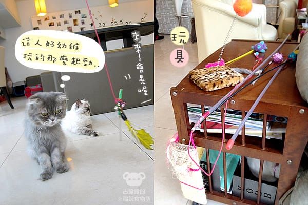 [桃園] 中壢娘子，貓咪汪汪寵物餐廳，鬆餅下午茶 (已歇業