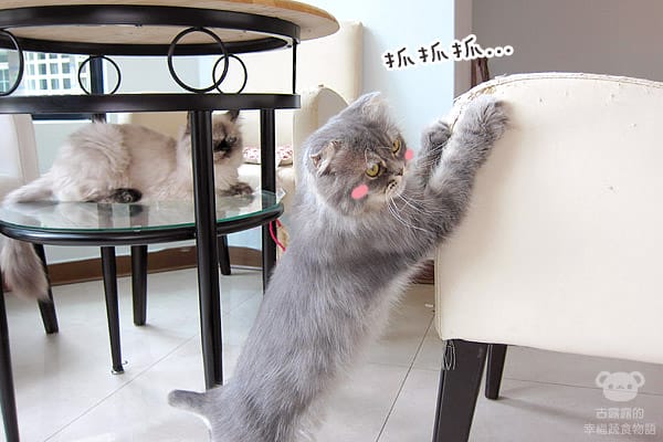 [桃園] 中壢娘子，貓咪汪汪寵物餐廳，鬆餅下午茶 (已歇業