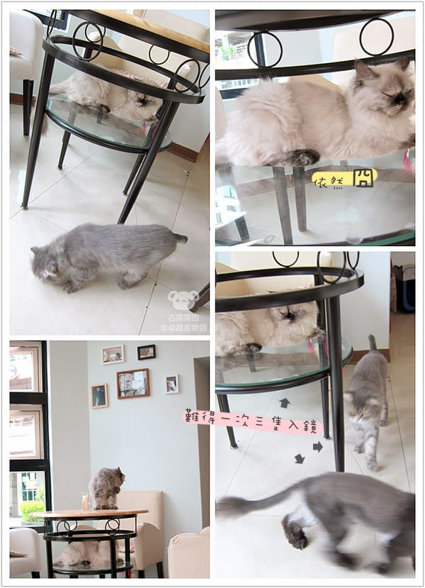 [桃園] 中壢娘子，貓咪汪汪寵物餐廳，鬆餅下午茶 (已歇業