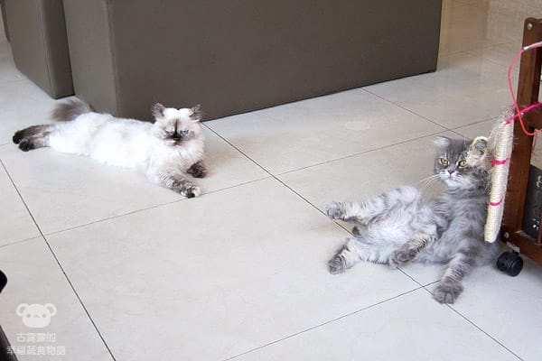 [桃園] 中壢娘子，貓咪汪汪寵物餐廳，鬆餅下午茶 (已歇業