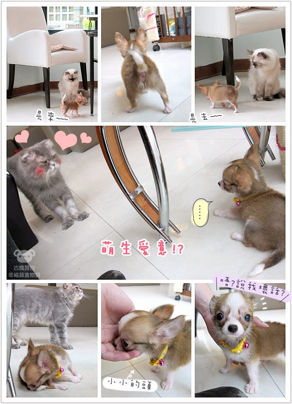 [桃園] 中壢娘子，貓咪汪汪寵物餐廳，鬆餅下午茶 (已歇業