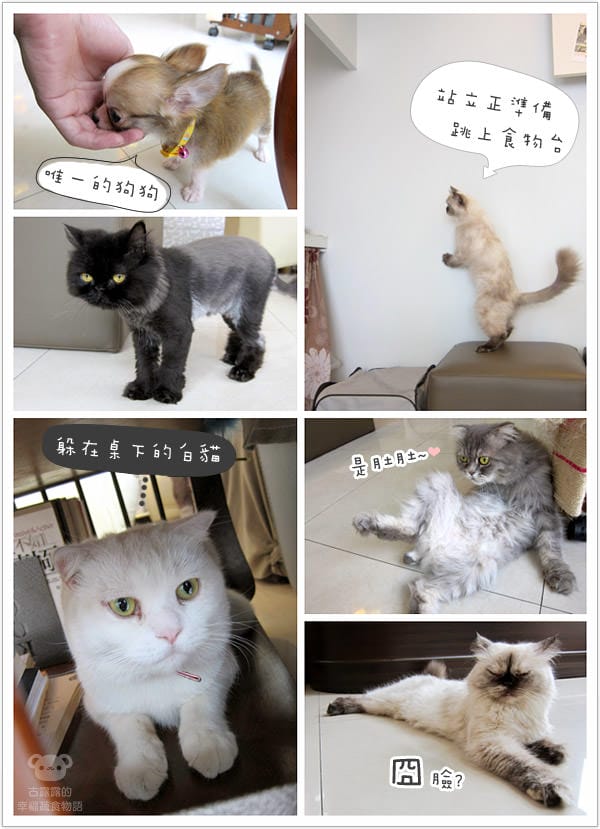 [桃園] 中壢娘子，貓咪汪汪寵物餐廳，鬆餅下午茶 (已歇業