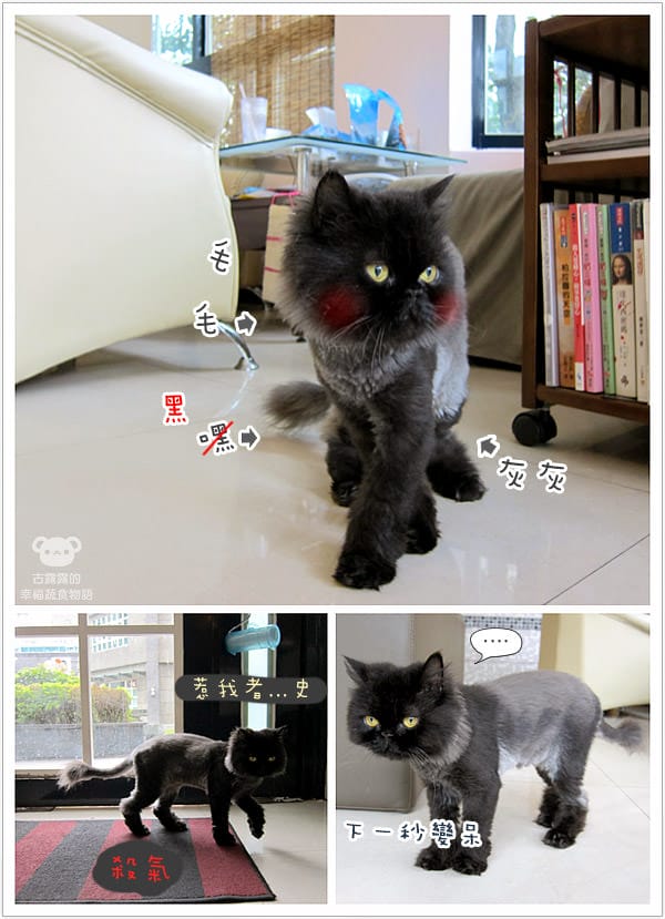 [桃園] 中壢娘子，貓咪汪汪寵物餐廳，鬆餅下午茶 (已歇業