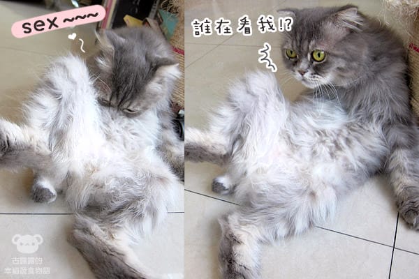 [桃園] 中壢娘子，貓咪汪汪寵物餐廳，鬆餅下午茶 (已歇業