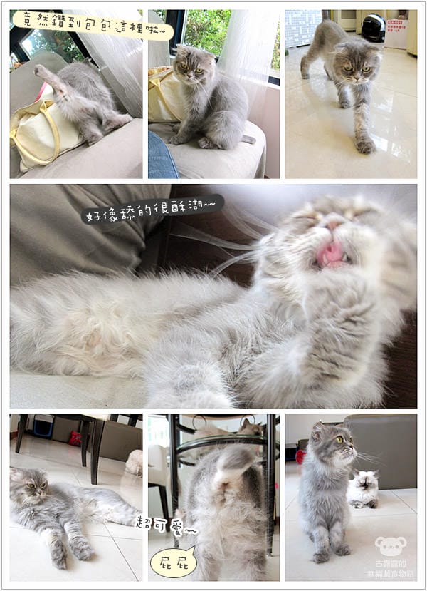 [桃園] 中壢娘子，貓咪汪汪寵物餐廳，鬆餅下午茶 (已歇業