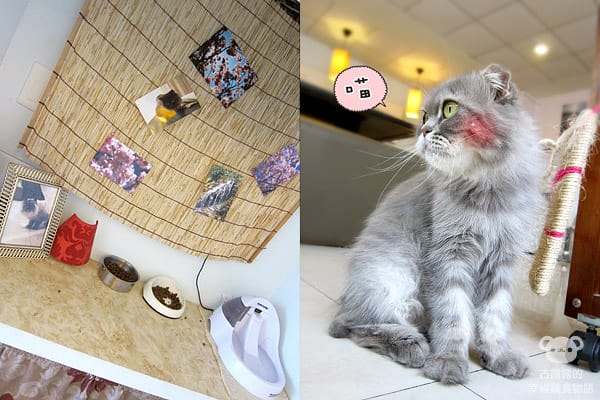 [桃園] 中壢娘子，貓咪汪汪寵物餐廳，鬆餅下午茶 (已歇業