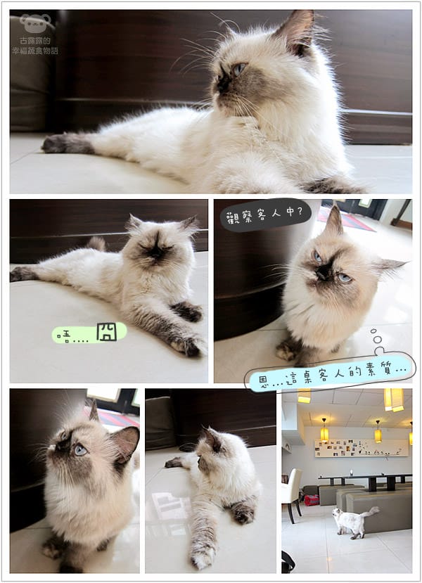 [桃園] 中壢娘子，貓咪汪汪寵物餐廳，鬆餅下午茶 (已歇業