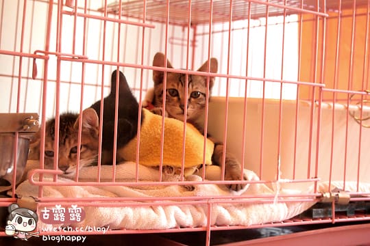 [新北] 可愛的貓肉球部隊～被攻陷啦！野貓中途咖啡 (更名貓咪親古 / 葷素