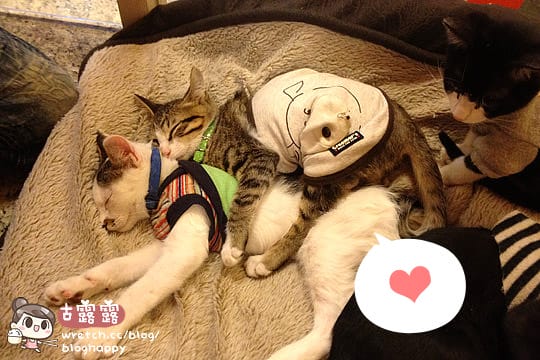 [新北] 可愛的貓肉球部隊～被攻陷啦！野貓中途咖啡 (更名貓咪親古 / 葷素