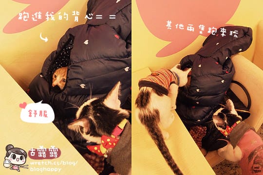 [新北] 可愛的貓肉球部隊～被攻陷啦！野貓中途咖啡 (更名貓咪親古 / 葷素