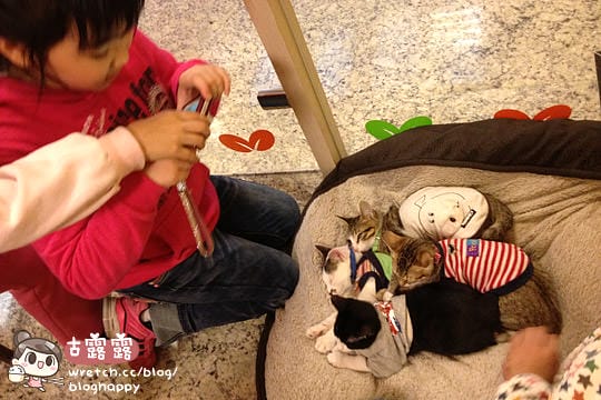 [新北] 可愛的貓肉球部隊～被攻陷啦！野貓中途咖啡 (更名貓咪親古 / 葷素