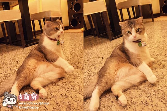 [新北] 可愛的貓肉球部隊～被攻陷啦！野貓中途咖啡 (更名貓咪親古 / 葷素