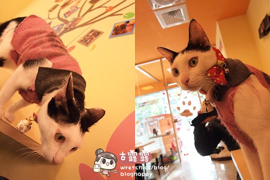 [新北] 可愛的貓肉球部隊～被攻陷啦！野貓中途咖啡 (更名貓咪親古 / 葷素