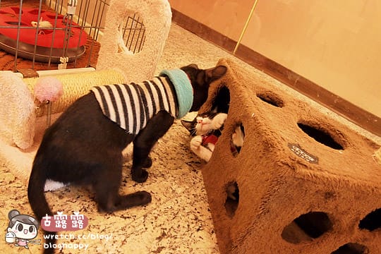 [新北] 可愛的貓肉球部隊～被攻陷啦！野貓中途咖啡 (更名貓咪親古 / 葷素