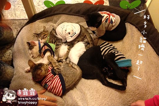 [新北] 可愛的貓肉球部隊～被攻陷啦！野貓中途咖啡 (更名貓咪親古 / 葷素