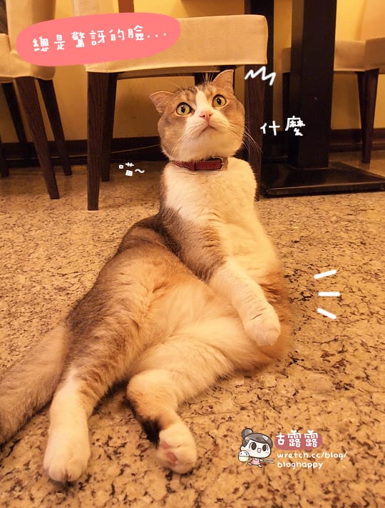 [新北] 可愛的貓肉球部隊～被攻陷啦！野貓中途咖啡 (更名貓咪親古 / 葷素