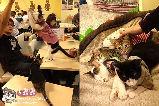 [新北] 可愛的貓肉球部隊～被攻陷啦！野貓中途咖啡 (更名貓咪親古 / 葷素