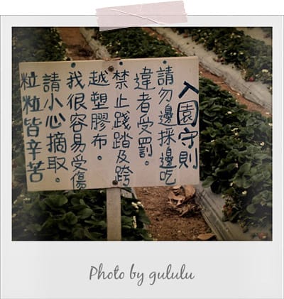 [苗栗景點] 大湖採草莓！草莓季 手採草莓享樂趣～草莓食譜多多