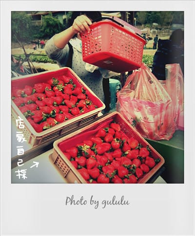 [苗栗景點] 大湖採草莓！草莓季 手採草莓享樂趣～草莓食譜多多