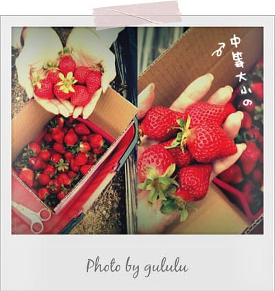 [苗栗景點] 大湖採草莓！草莓季 手採草莓享樂趣～草莓食譜多多