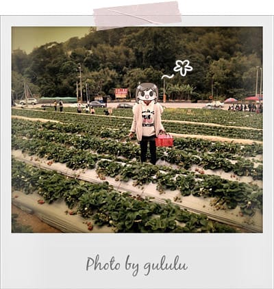 [苗栗景點] 大湖採草莓！草莓季 手採草莓享樂趣～草莓食譜多多