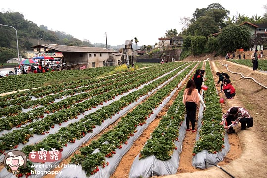 [苗栗景點] 大湖採草莓！草莓季 手採草莓享樂趣～草莓食譜多多