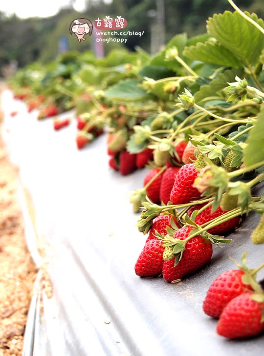 [苗栗景點] 大湖採草莓！草莓季 手採草莓享樂趣～草莓食譜多多
