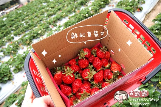 [苗栗景點] 大湖採草莓！草莓季 手採草莓享樂趣～草莓食譜多多
