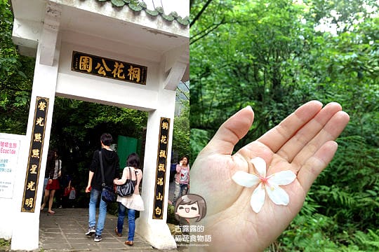 [新北景點] 客家桐花祭｜新北市土城，桐花開了共享一季浪漫