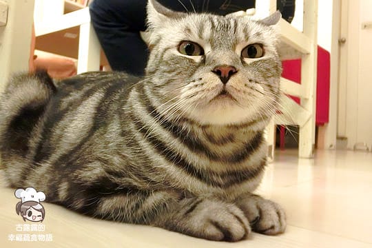 [台北] 咖啡實驗室 Coffee lab．有貓咪的咖啡館 (葷素