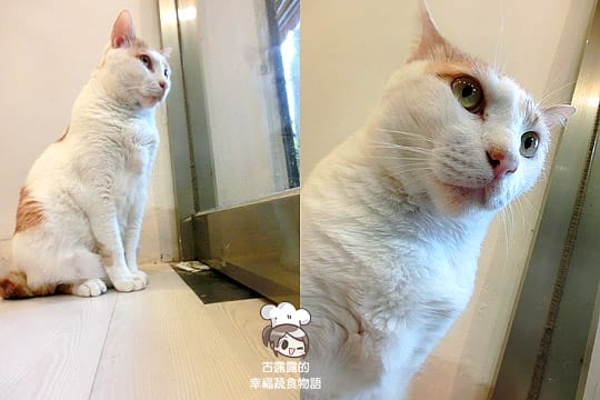 [台北] 咖啡實驗室 Coffee lab．有貓咪的咖啡館 (葷素