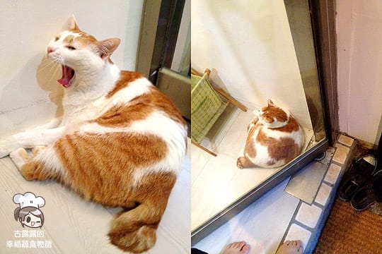 [台北] 咖啡實驗室 Coffee lab．有貓咪的咖啡館 (葷素