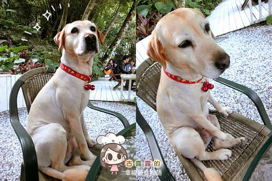 [台北] 來拍個人寫真！陽明山19號咖啡館 (葷素 已歇業