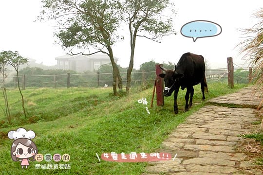 [台北] 看牛看牛屎的 陽明山擎天崗遊記 (附大屯山照