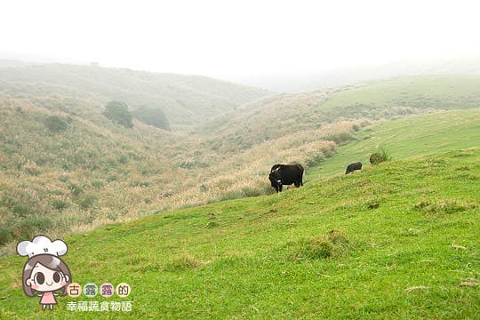 [台北] 看牛看牛屎的 陽明山擎天崗遊記 (附大屯山照