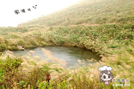 [台北] 看牛看牛屎的 陽明山擎天崗遊記 (附大屯山照