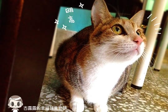 [台北] 藝文 貓 相機「動物誌 About Animals」純素 (2018/5遷址