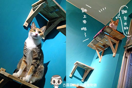 [台北] 藝文 貓 相機「動物誌 About Animals」純素 (2018/5遷址